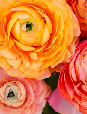 experience-florale-enf-2