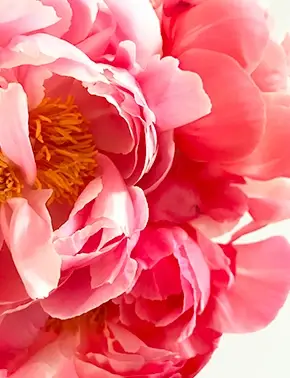 workshop floraux enf